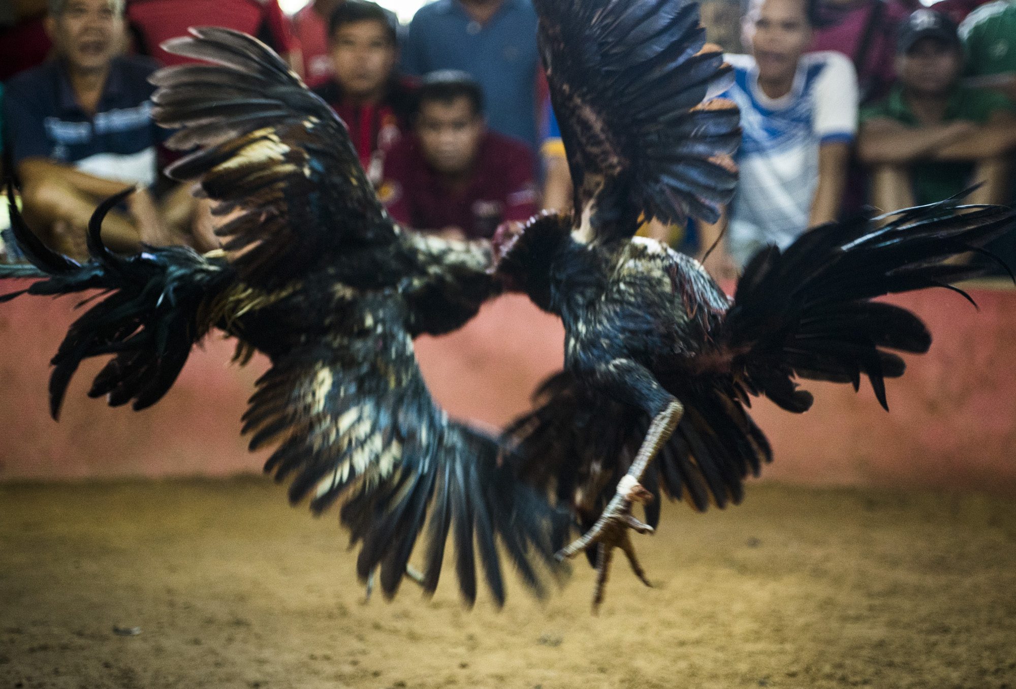 Cockfight, Pakse, Champasak Province