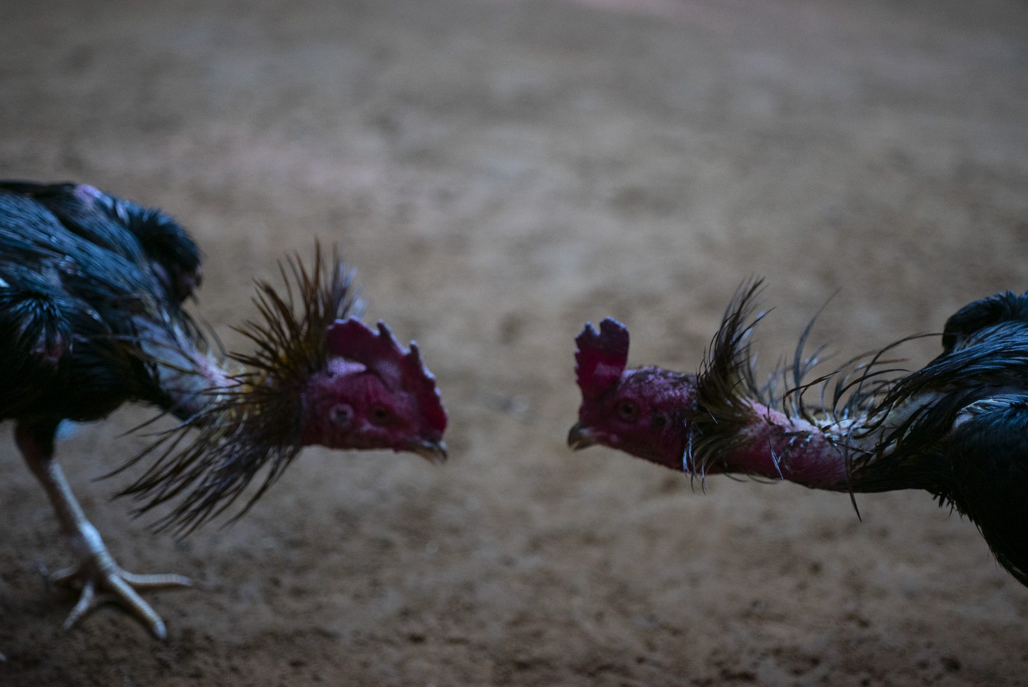 Cockfight, Pakse, Champasak Province