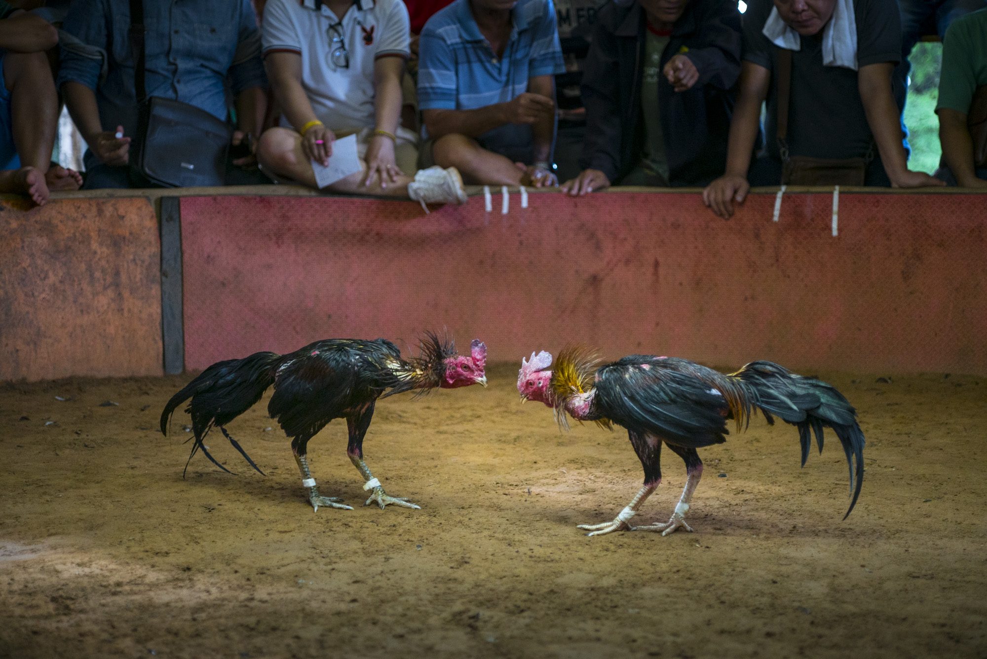 Cockfight, Pakse, Champasak Province