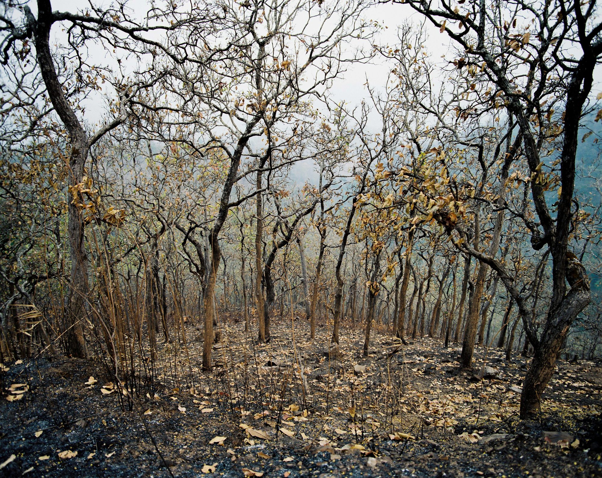 Siam Landscapes, image 1