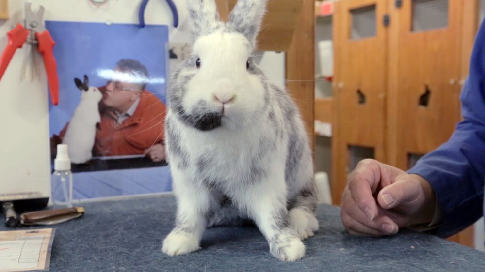 The Swiss Rabbit Breeder